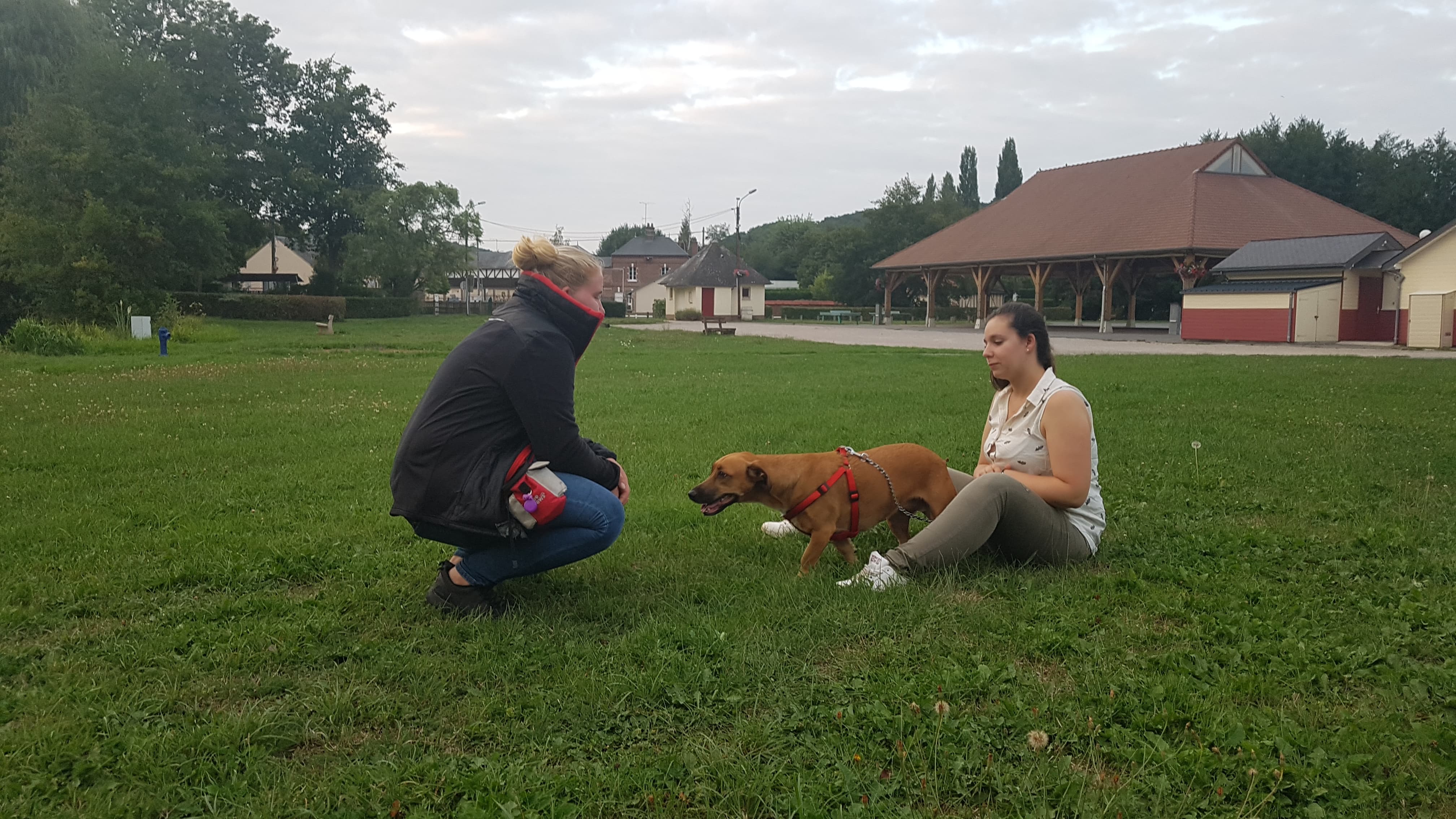 Education canine - apprendre à lire le comportement de son chien